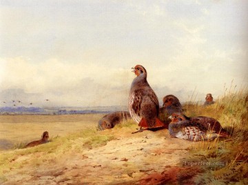  bird Oil Painting - Red Partridges Archibald Thorburn bird